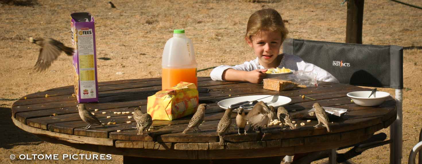 2006 - Namibie 3 - Petit déjeuner avec les oiseaux 1JPG