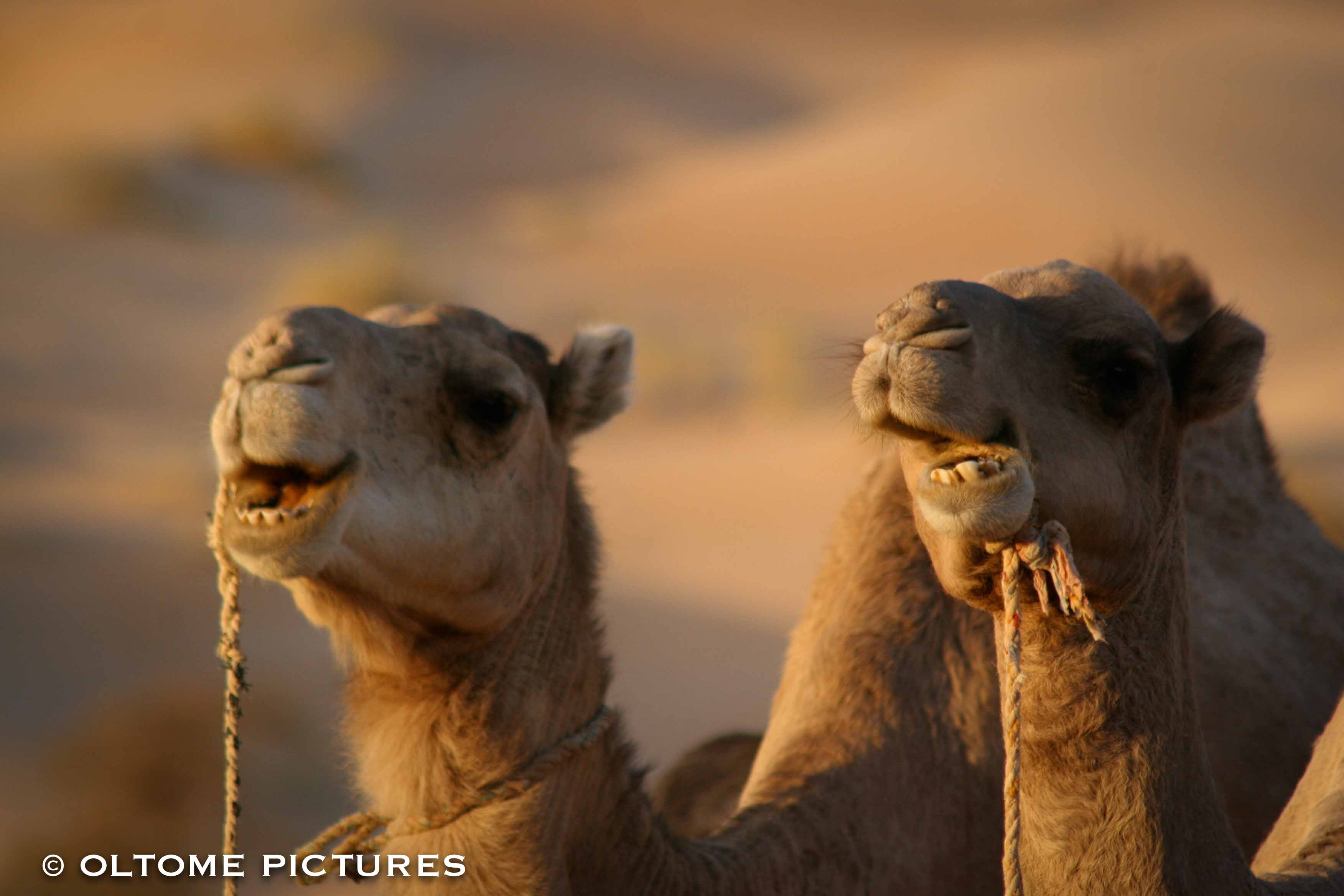 2007 - 11 Mauritanie 3