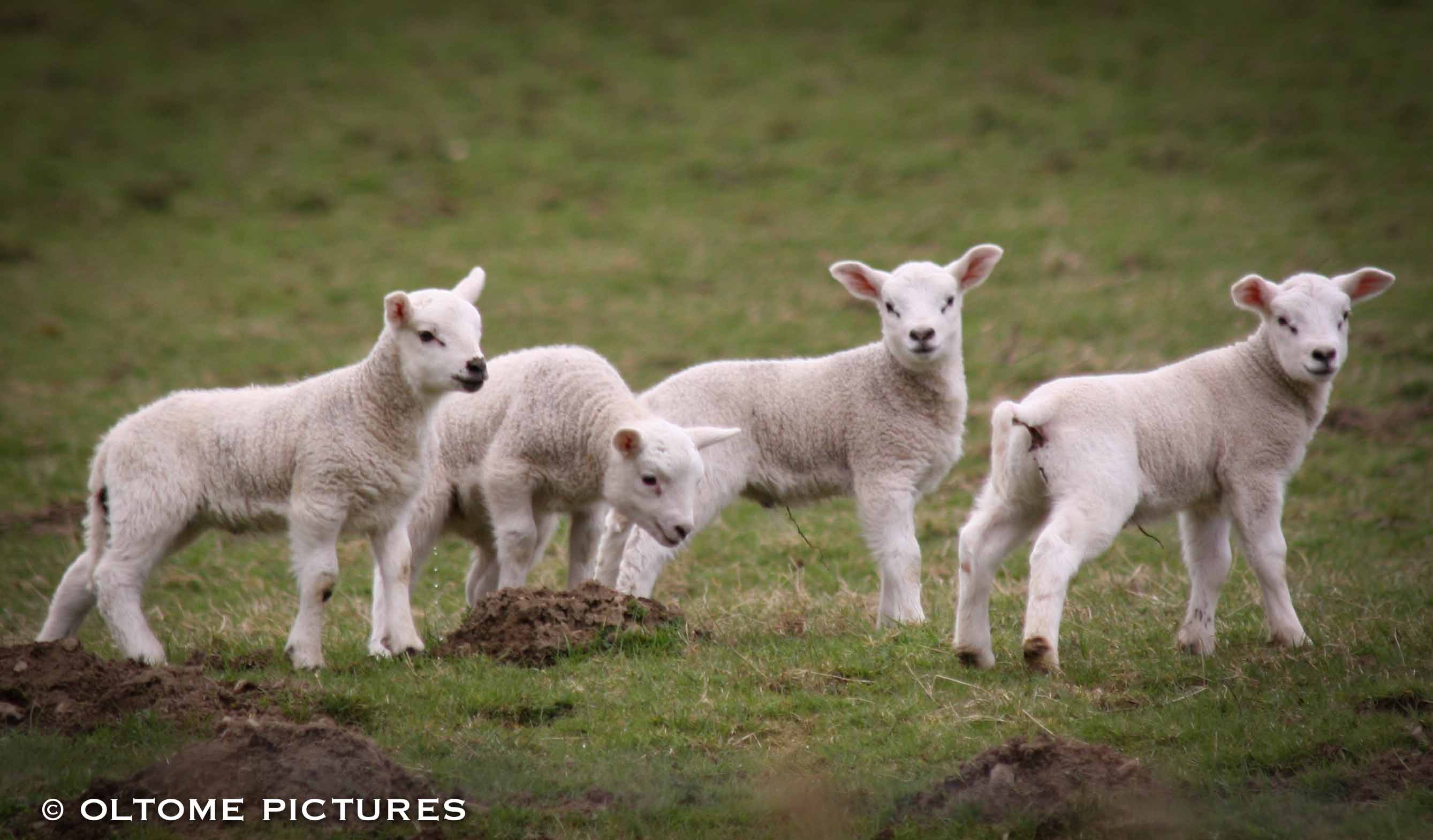 2008 - 04 Ecosse - Moutons 2