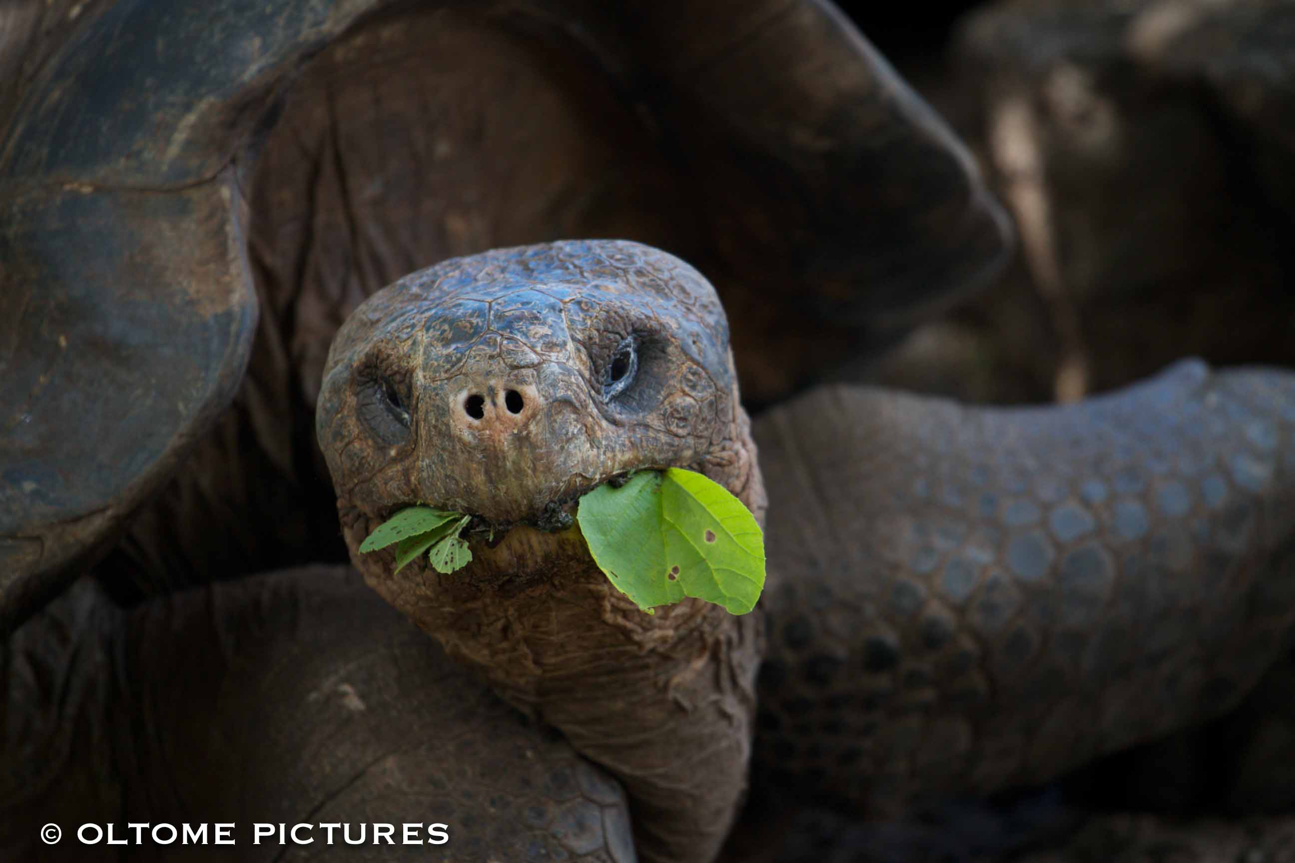 2011 - Galapagos 12