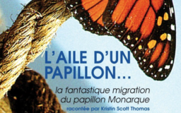 Oltome - L'aile d'un papillon